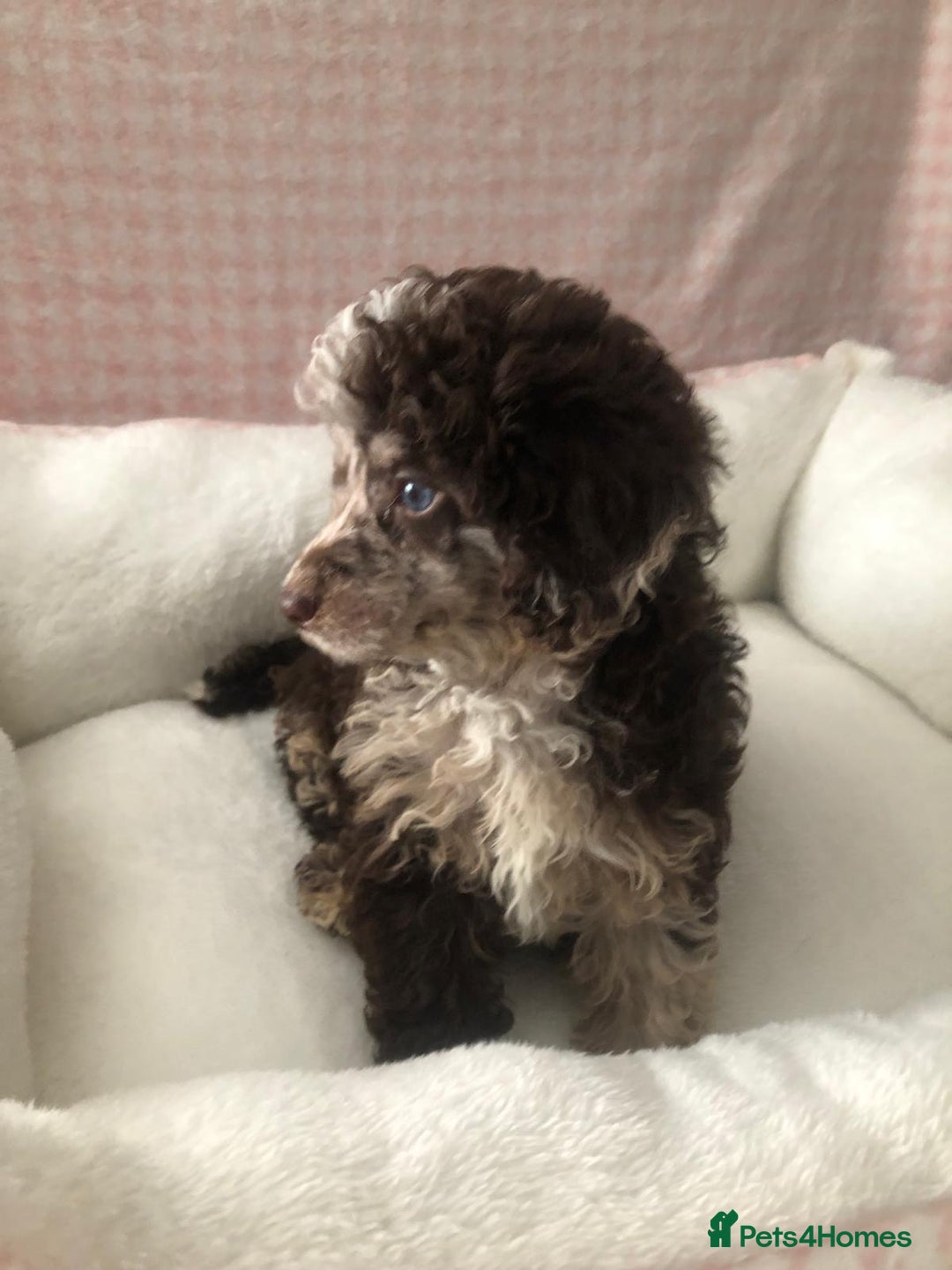 Miniature Poodle dogs for sale: ❤️🐶beautiful Merle miniature poodles girls🐶❤️ - Image 3