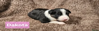 Border Collie 3