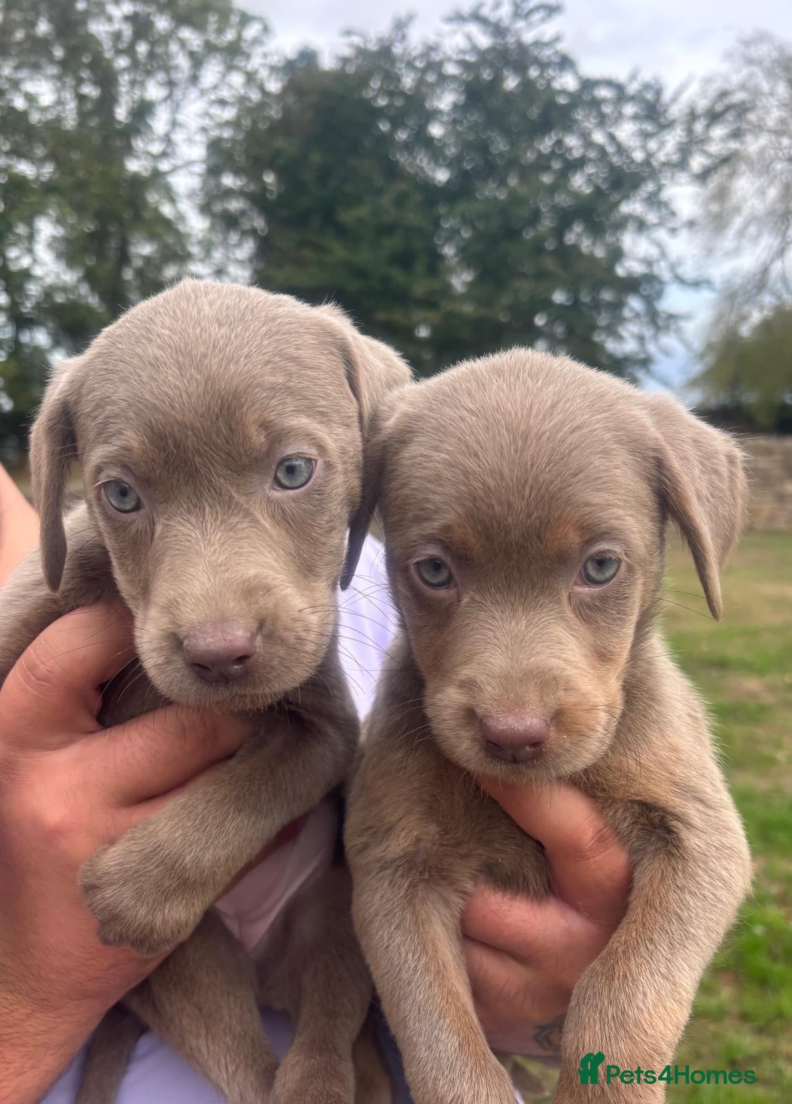 Labrador Retriever dogs READY TO LEAVE NOW! Beautiful Silver Labrador’s  - Advert 1