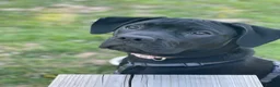 Mixed Breed dogs for sale: Panther in Leominster - Advert 1