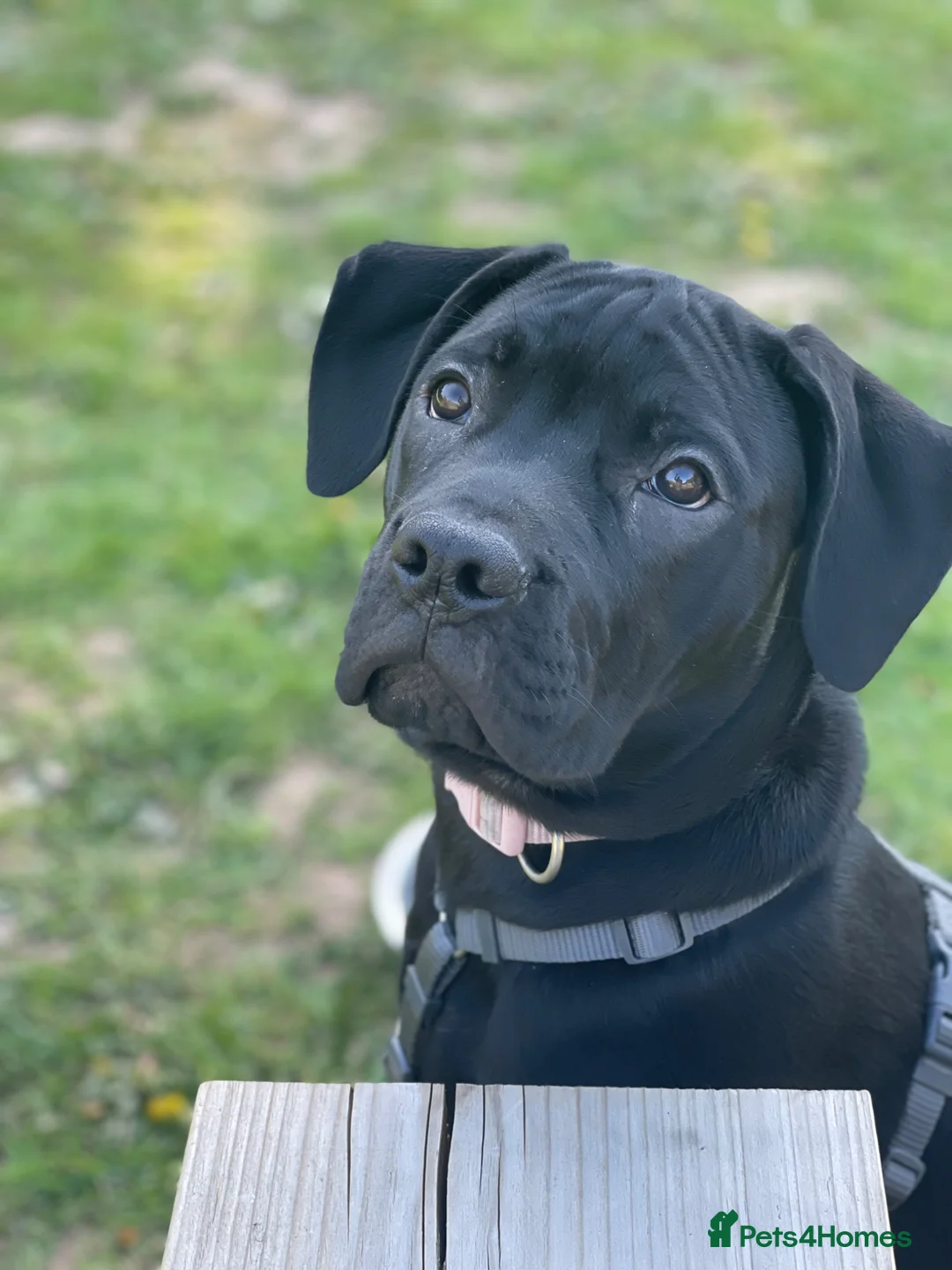 Mixed Breed dogs for sale: Panther in Leominster - Advert 1