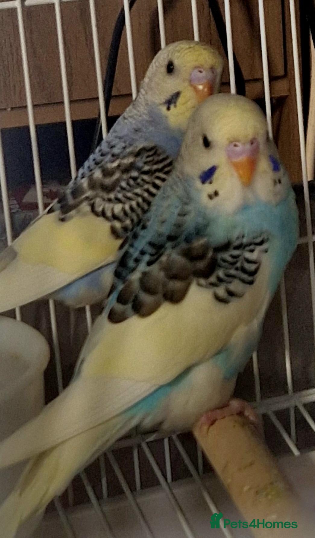 Budgerigars birds Baby budgies now available (4) - Advert 19