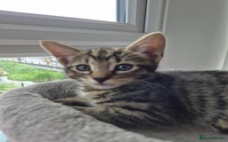 Mixed Breed cats for sale: 3 lovely playful male Kittens looking for home - Image 11