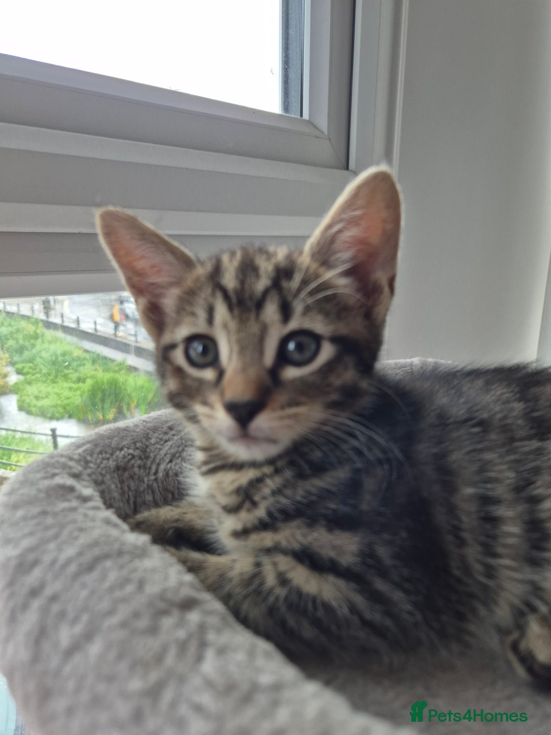 Mixed Breed cats for sale: 3 lovely playful male Kittens looking for home - Image 11