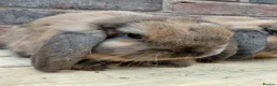 Dwarf Lop rabbits for sale: Dwarf lop youngsters - Advert 5