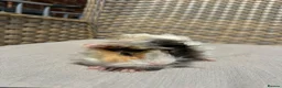 Guinea Pig rodents for sale: 5 Handsome long haired male guinea pigs. - Advert 15