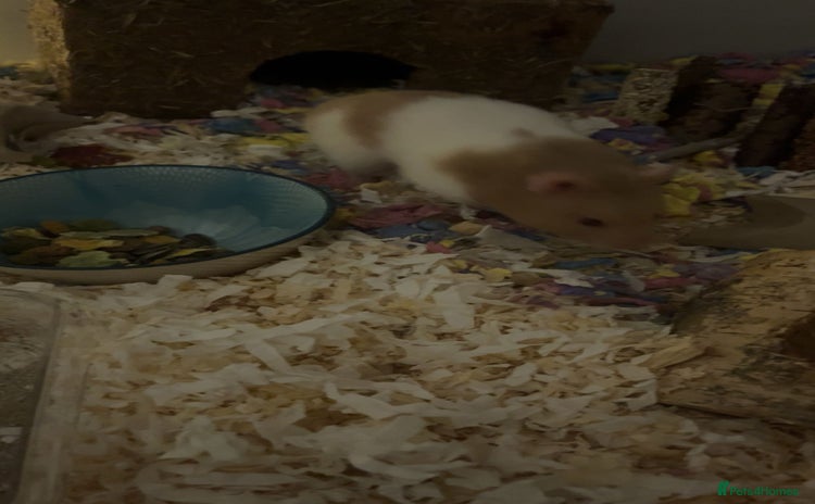 Hamster rodents - Advert 1