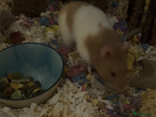 Hamster rodents - Advert 34