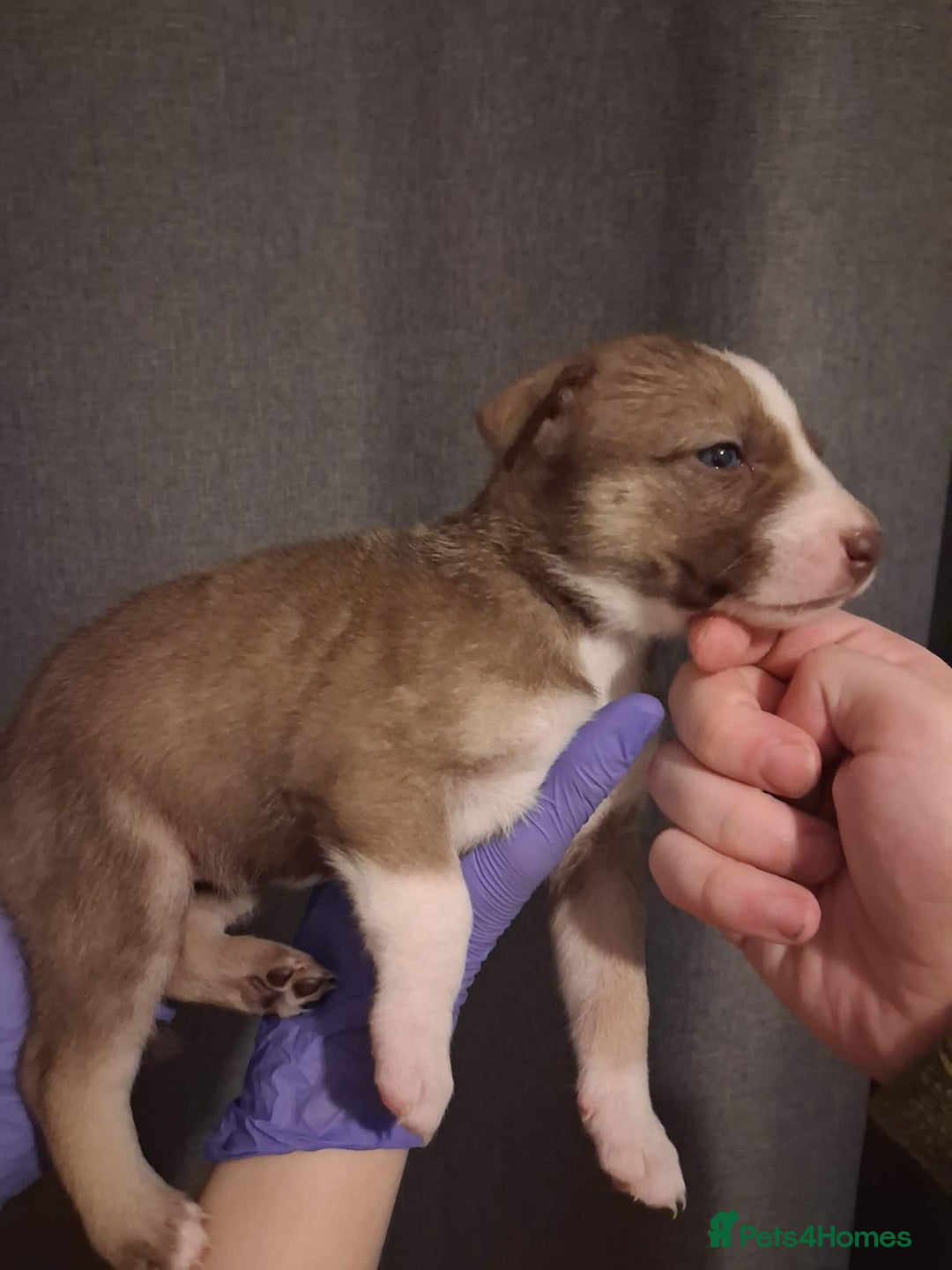 Mixed Breed dogs for sale: Agouti Husky Cross puppies  - Advert 18