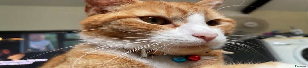 Pip