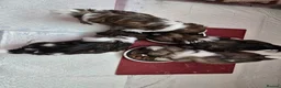 Shih Tzu dogs for sale: Hi my name is Maria  - Advert 19