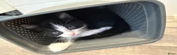 Mixed Breed cats for sale: Kittens for sale in Trimdon Station - Advert 12