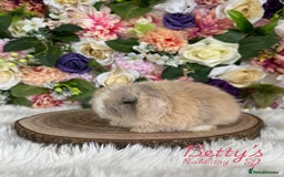 Mini Lop rabbits for sale: 🌸 VACCINATED PUREBRED MINI LOPS BUNNIES 🌸 - Image 2