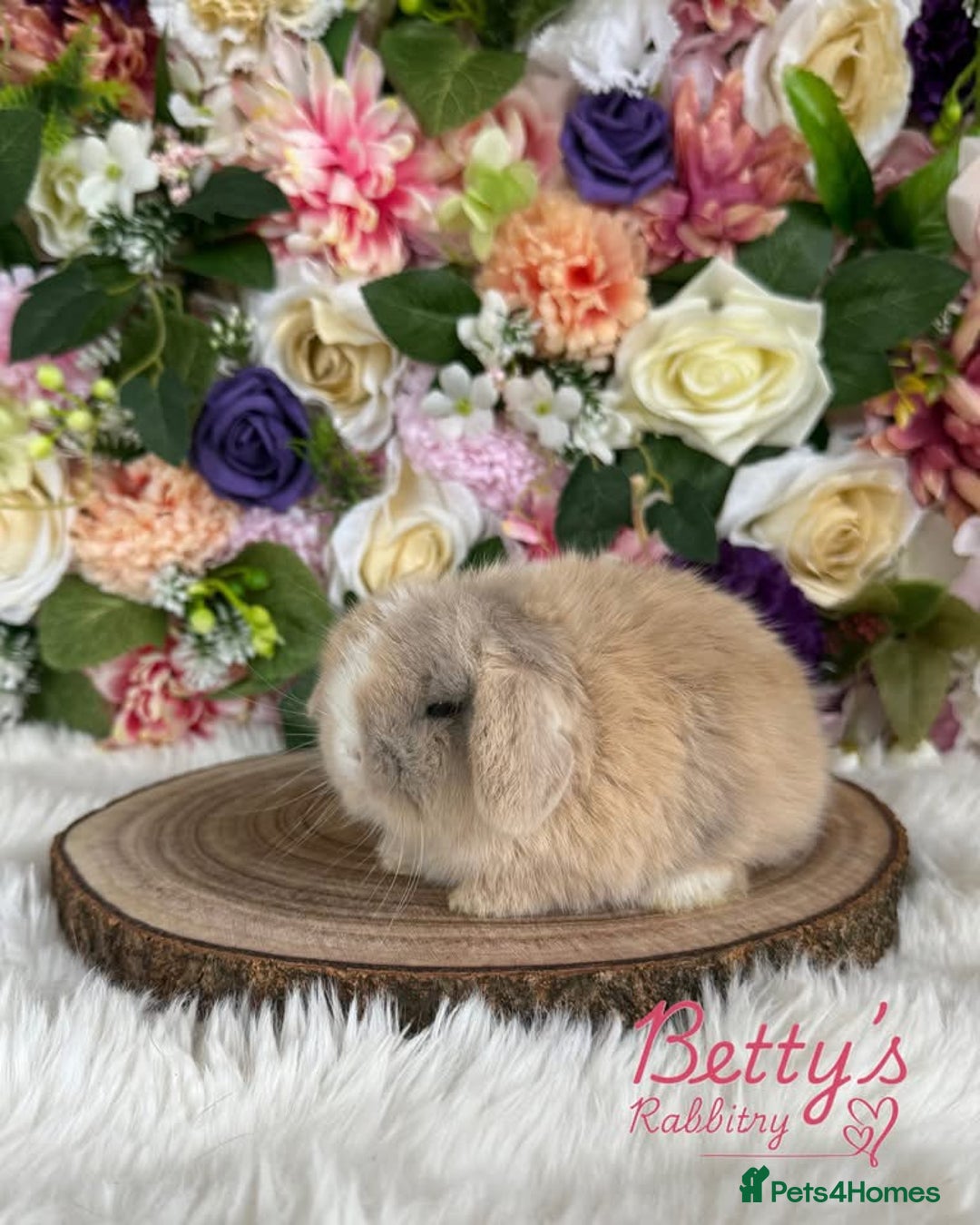 Mini Lop rabbits for sale: 🌸 VACCINATED PUREBRED MINI LOPS BUNNIES 🌸 - Image 2