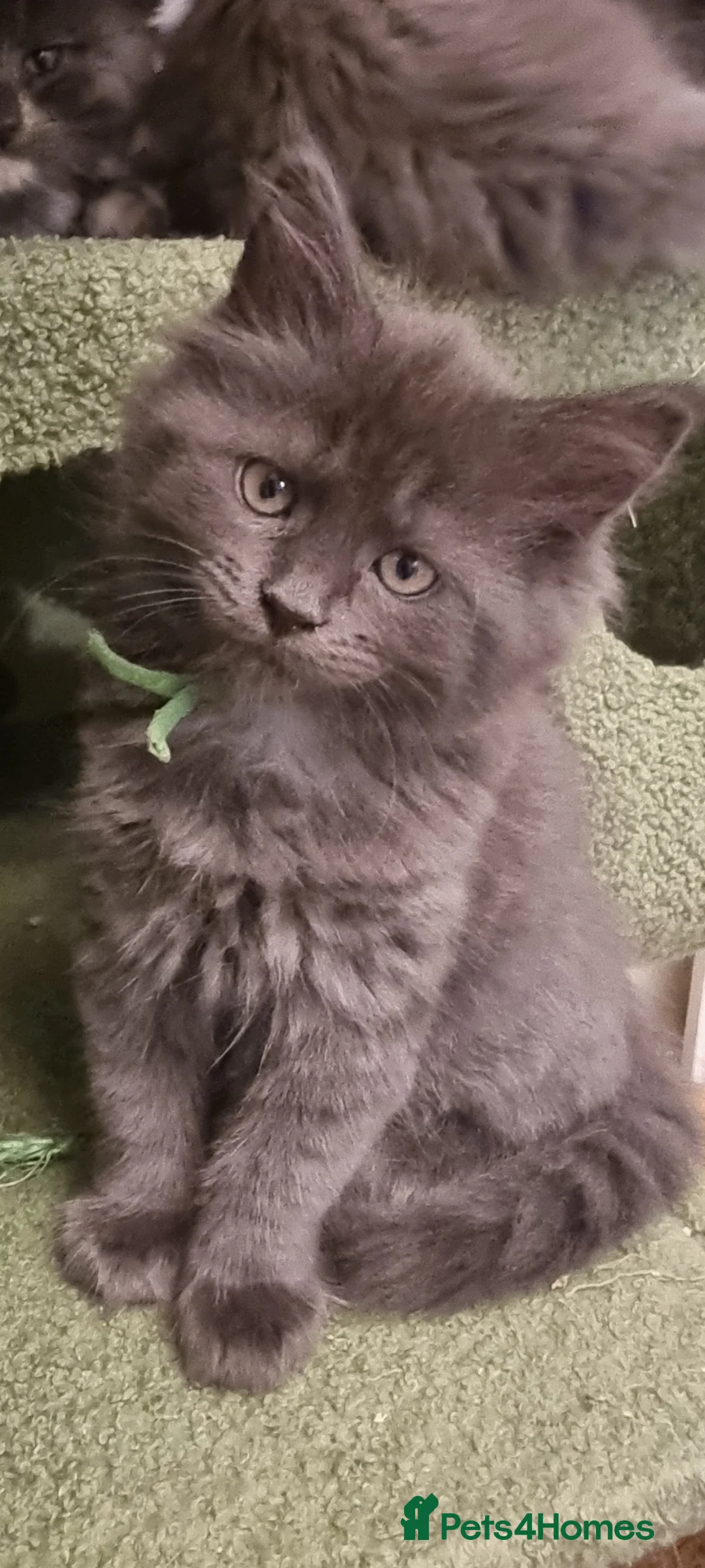 Maine Coon cats for sale: Last 2 GIRLS - Maine Coon X Ragdoll Kittens - Advert 2