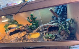 Bearded Dragon reptiles for sale: Bearded Dragon with full set up  - Image 8