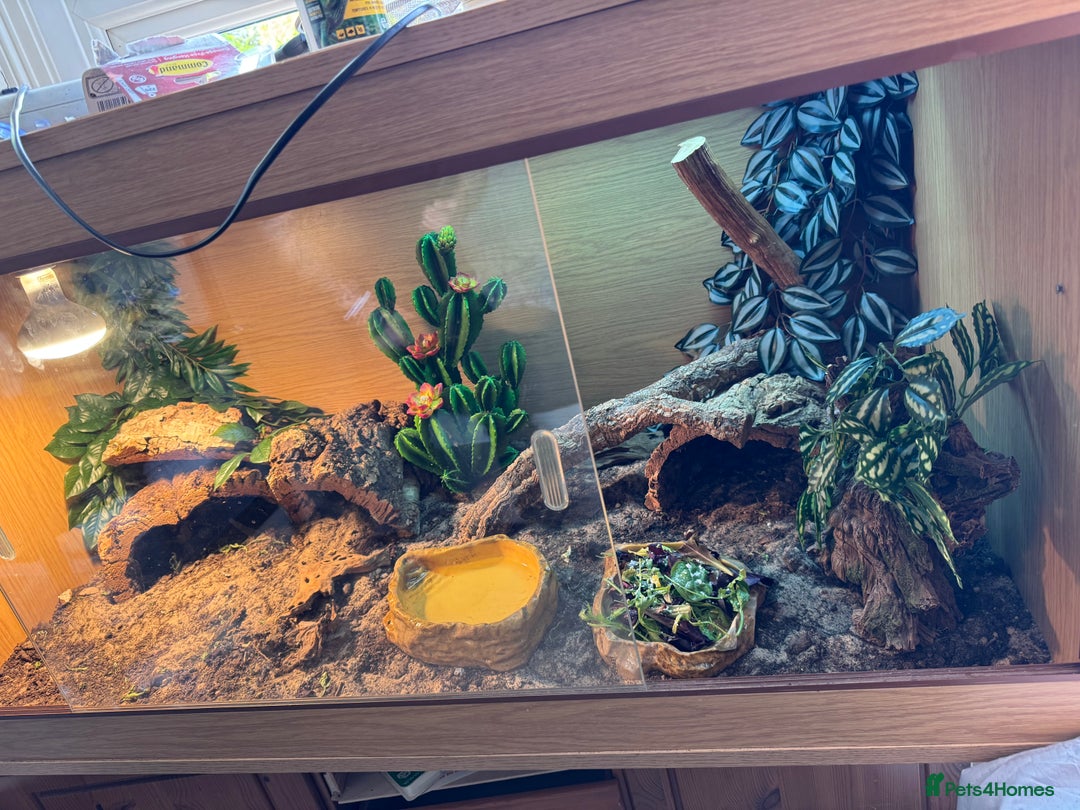 Bearded Dragon reptiles for sale: Bearded Dragon with full set up  - Image 8