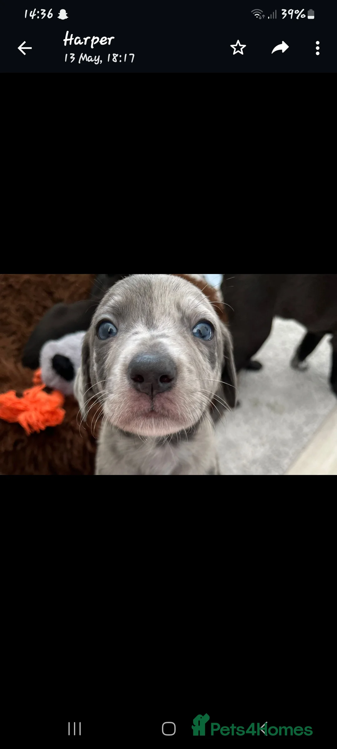 Lurcher dogs for stud: Merle lurcher for stud  in Rotherham - Advert 9