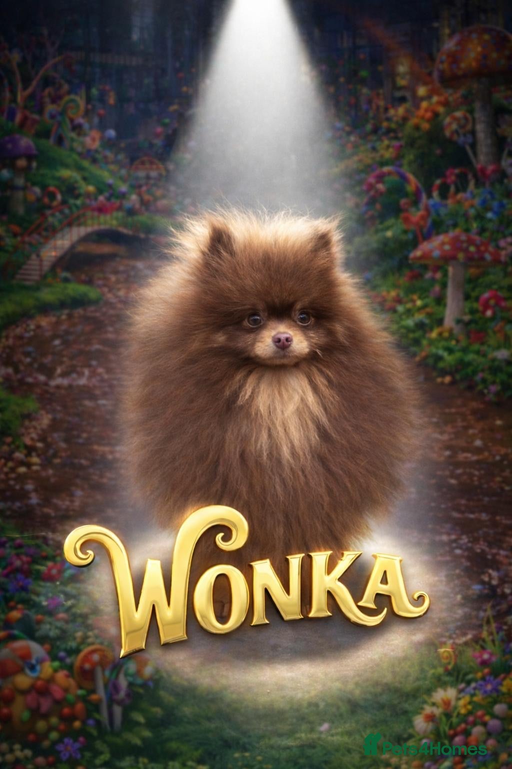 Pomeranian dogs Outstanding Choc Tan Boy kc 🔥 in Pontefract - Advert 6