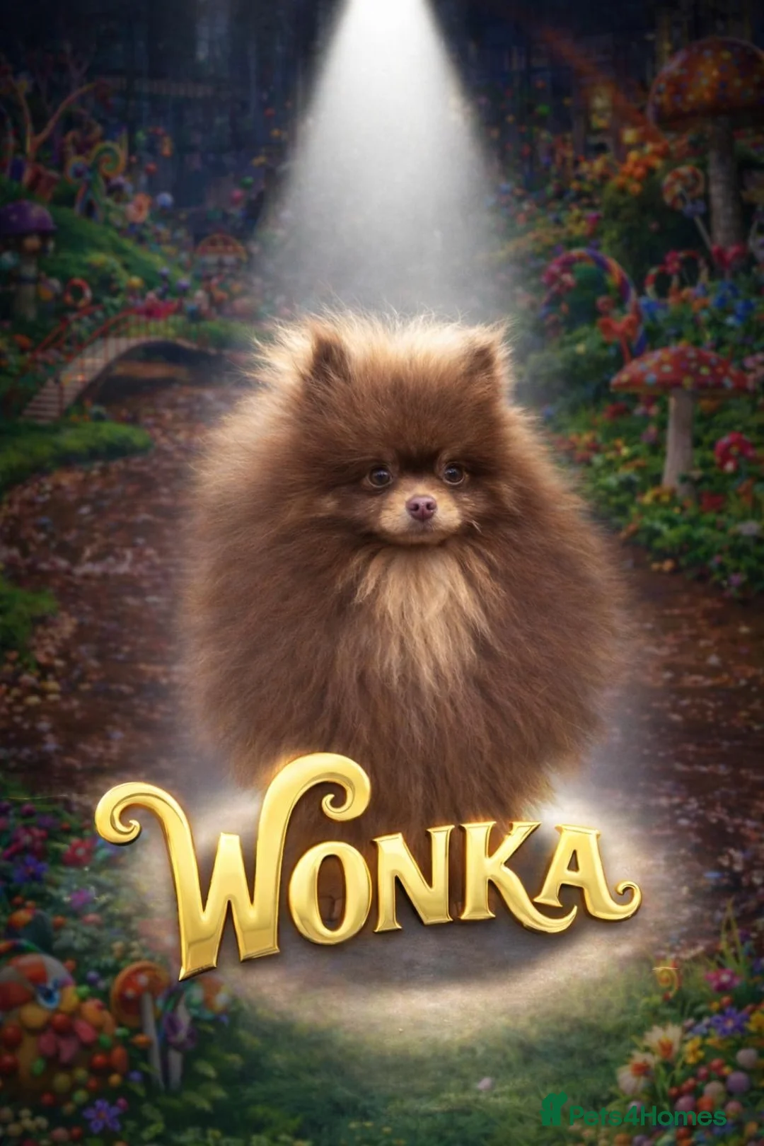 Pomeranian dogs for stud: Outstanding Choc Tan Boy kc 🔥 in Pontefract - Advert 1