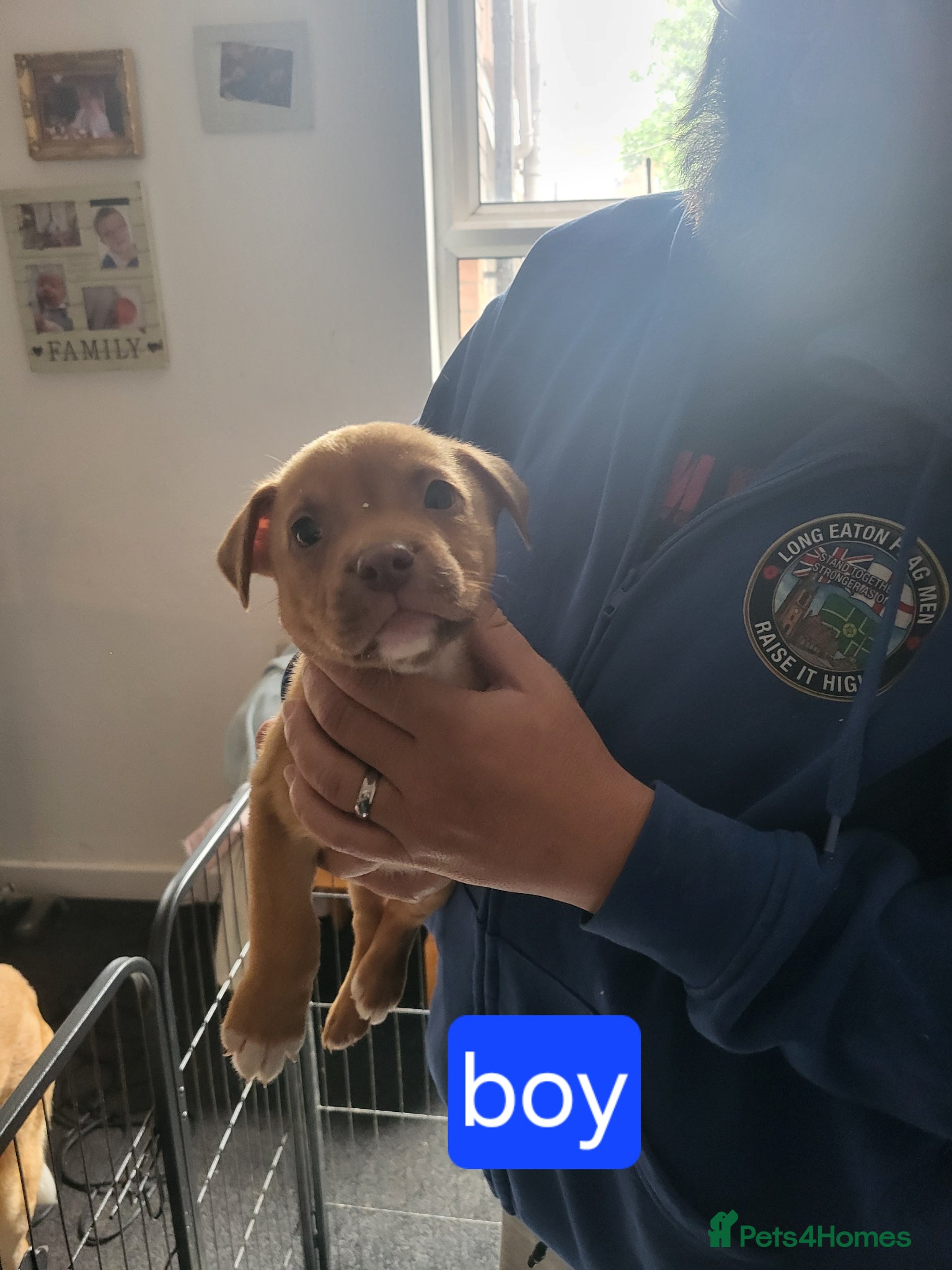 Mixed Breed dogs for sale: Akita x boardeaux  in Derby - Advert 4