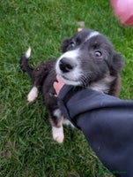 Border Collie dogs - Advert 2