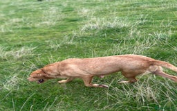 Labrador Retriever dogs for sale: Lovely Labrador Lady looking for a forever home - Image 3