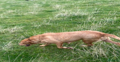 Labrador Retriever dogs - Advert 1