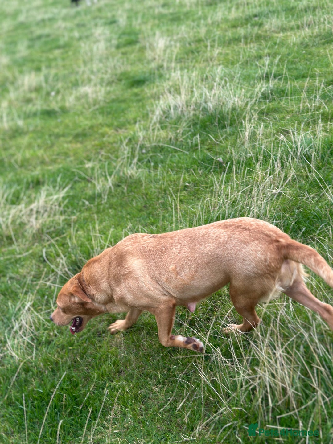 Labrador Retriever dogs for sale: Lovely Labrador Lady looking for a forever home - Image 3