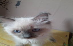 Ragdoll cats for sale: Gorgeous ,confident ragdolls stunning  - Image 25