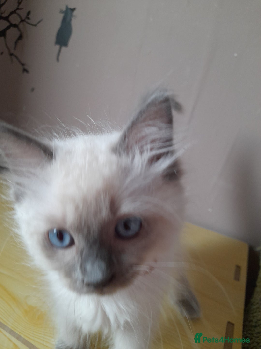 Ragdoll cats for sale: Gorgeous ,confident ragdolls stunning  - Image 25