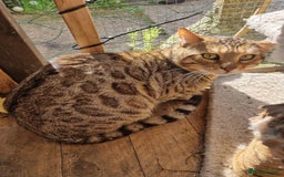 Bengal cats for stud: TICA active Brown spotted bengal for STUD in West Drayton - Image 6