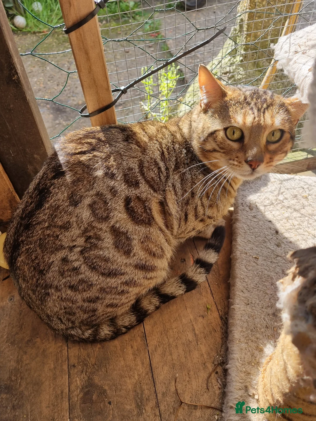 Bengal cats for stud: TICA active Brown spotted bengal for STUD in West Drayton - Advert 6
