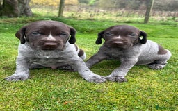German Wirehaired Pointer dogs for sale: German wiredhaired pointers  - Image 3