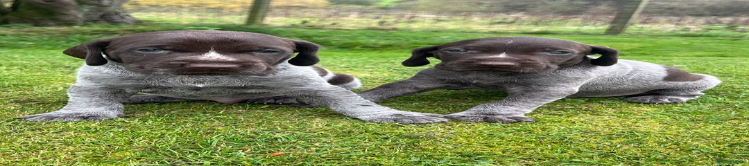 German Wirehaired Pointer Puppy 2