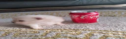 Pomeranian dogs for sale: Miss Helen  in Nottingham - Advert 14
