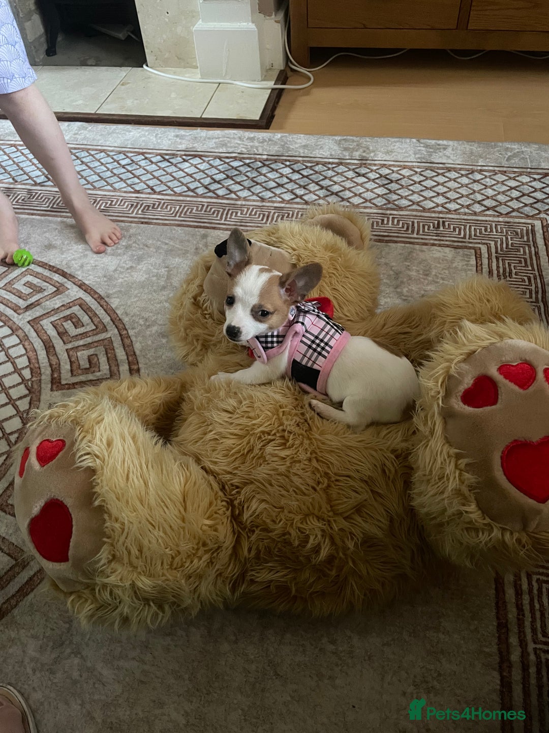 Mixed Breed dogs for sale: Lula needs a home  - Advert 3