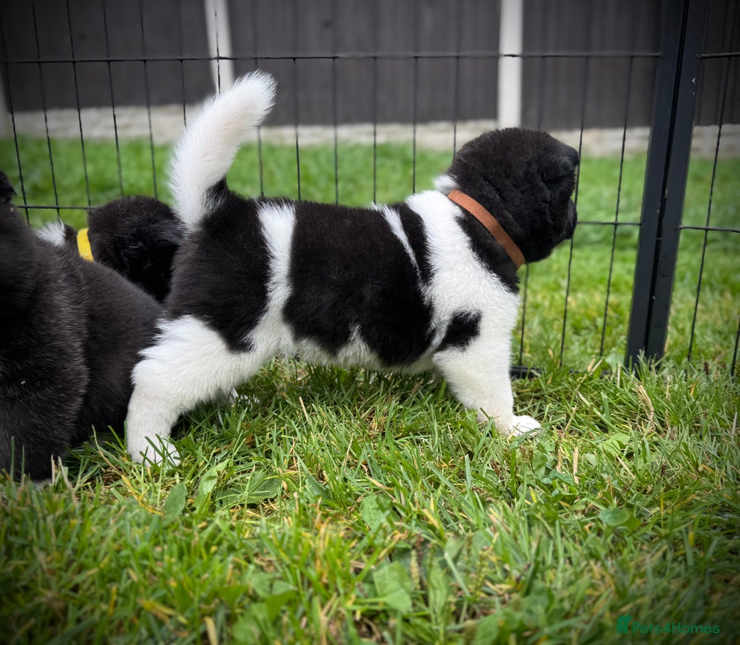 Akita dogs for sale: Quality KC Registered American Akita Puppies - Image 3