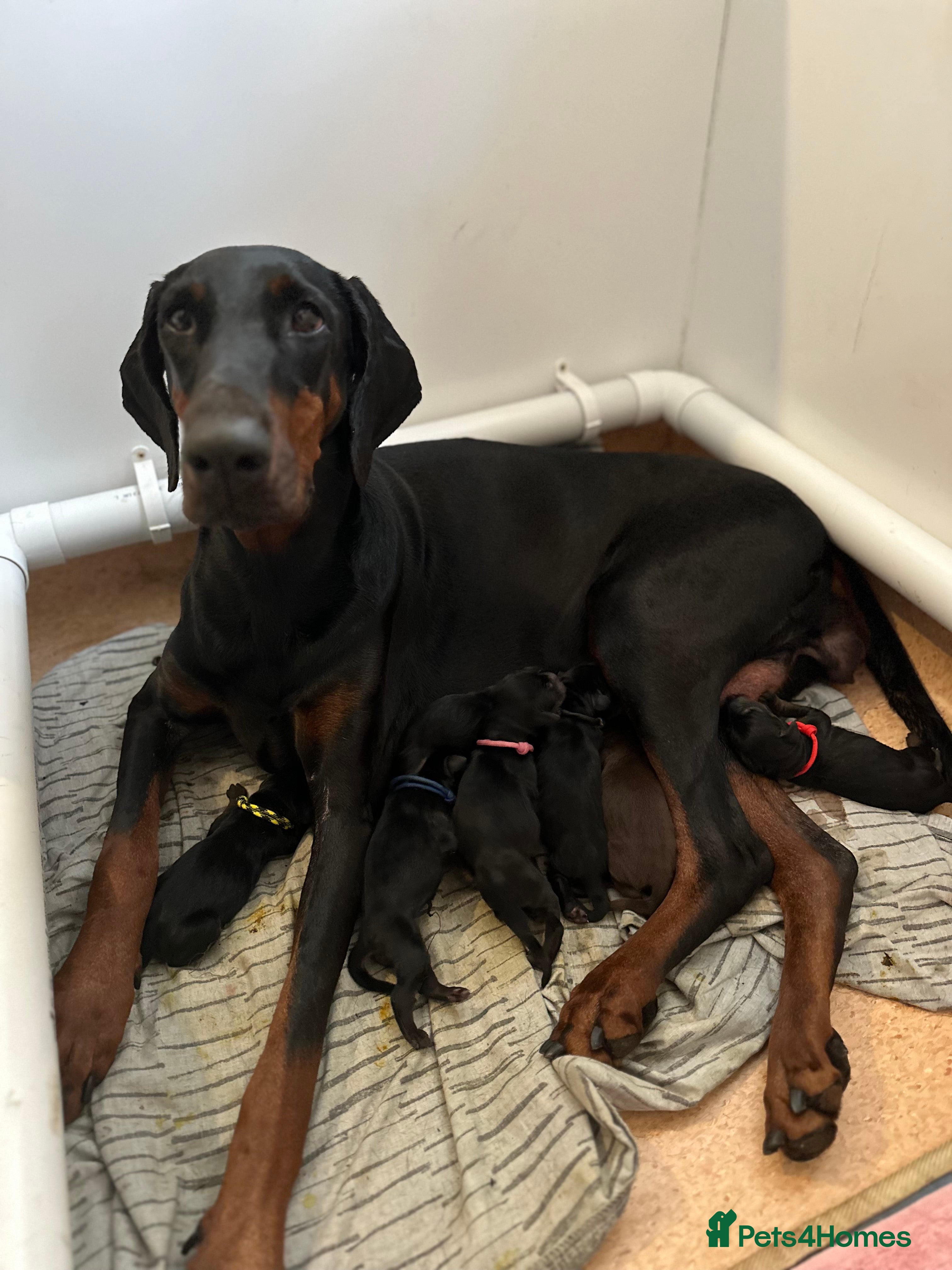 Dobermann dogs Exceptionally well breed 🏆🏆🏆 - Advert 7