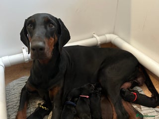 Dobermann dogs Exceptionally well breed 🏆🏆🏆 - Advert 4