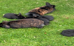 Mini Lion Lop rabbits for sale: 5 x baby x lops  - Image 5