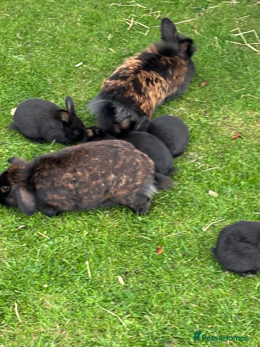 Mini Lion Lop rabbits for sale: 5 x baby x lops  - Image 5