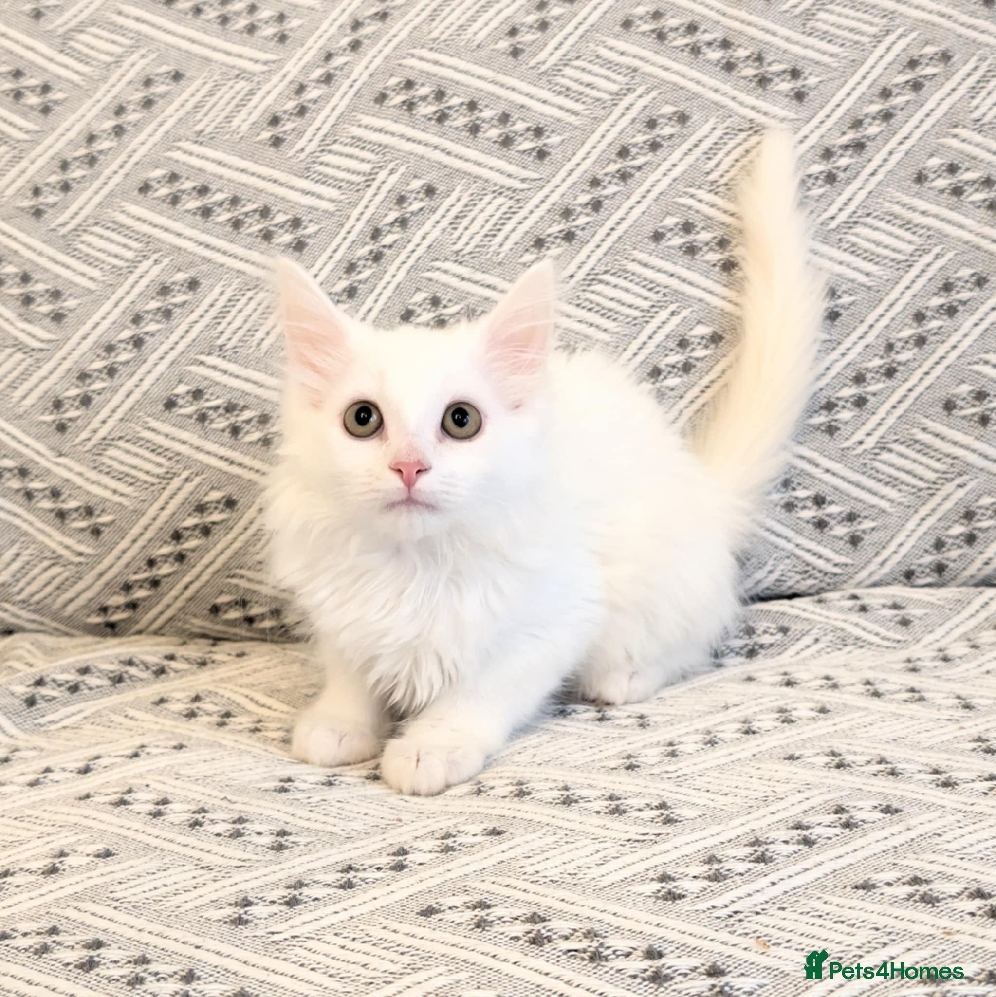 Turkish Angora cats Fluffy Turkish Angora Boy - Advert 1