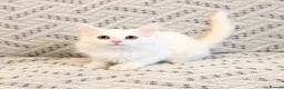 Turkish Angora cats for sale: Fluffy Turkish Angora Boy - Advert 1