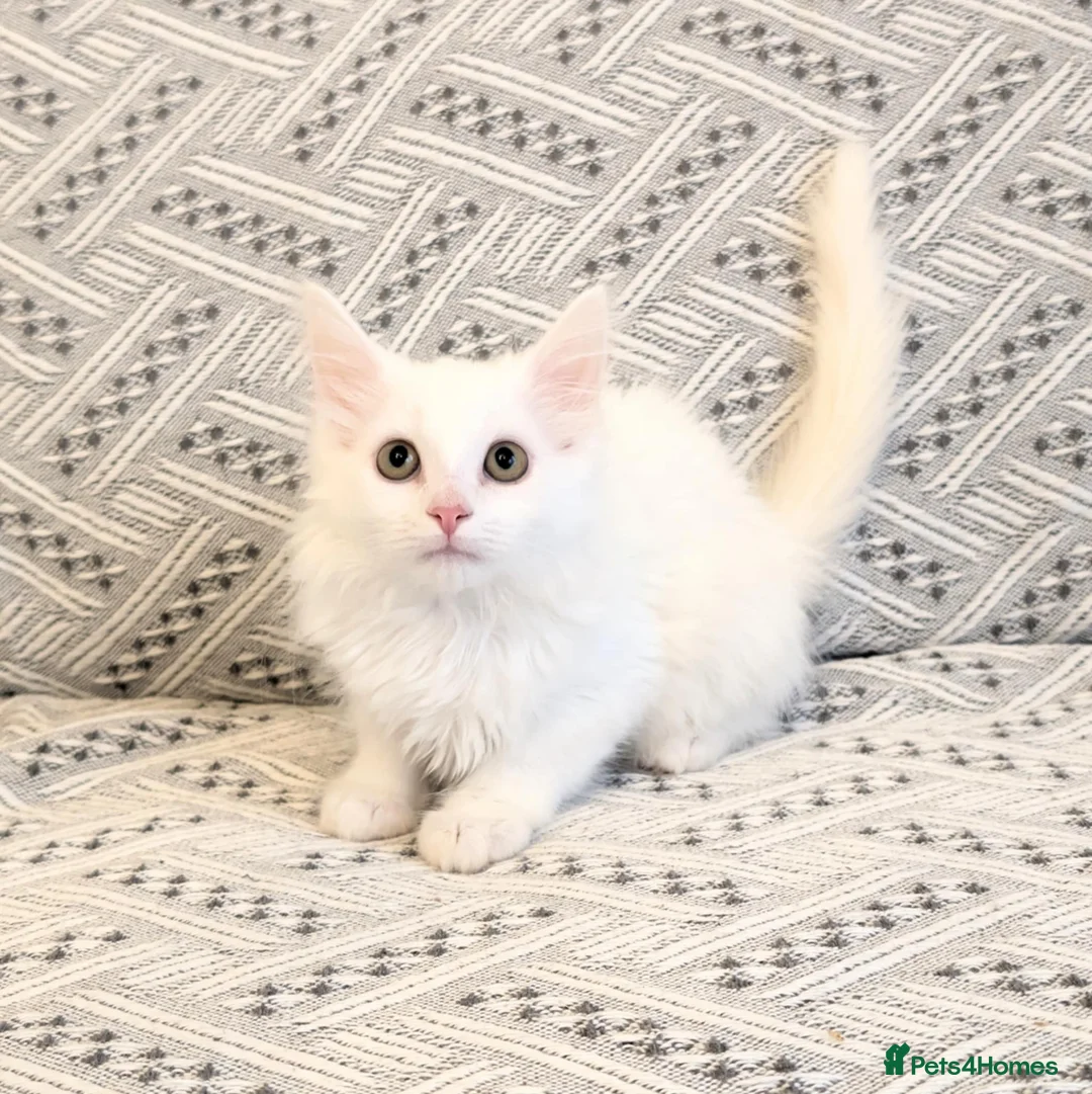Turkish Angora cats for sale: Fluffy Turkish Angora Boy - Advert 1