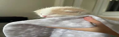 Ragdoll Cross, Kitten 3