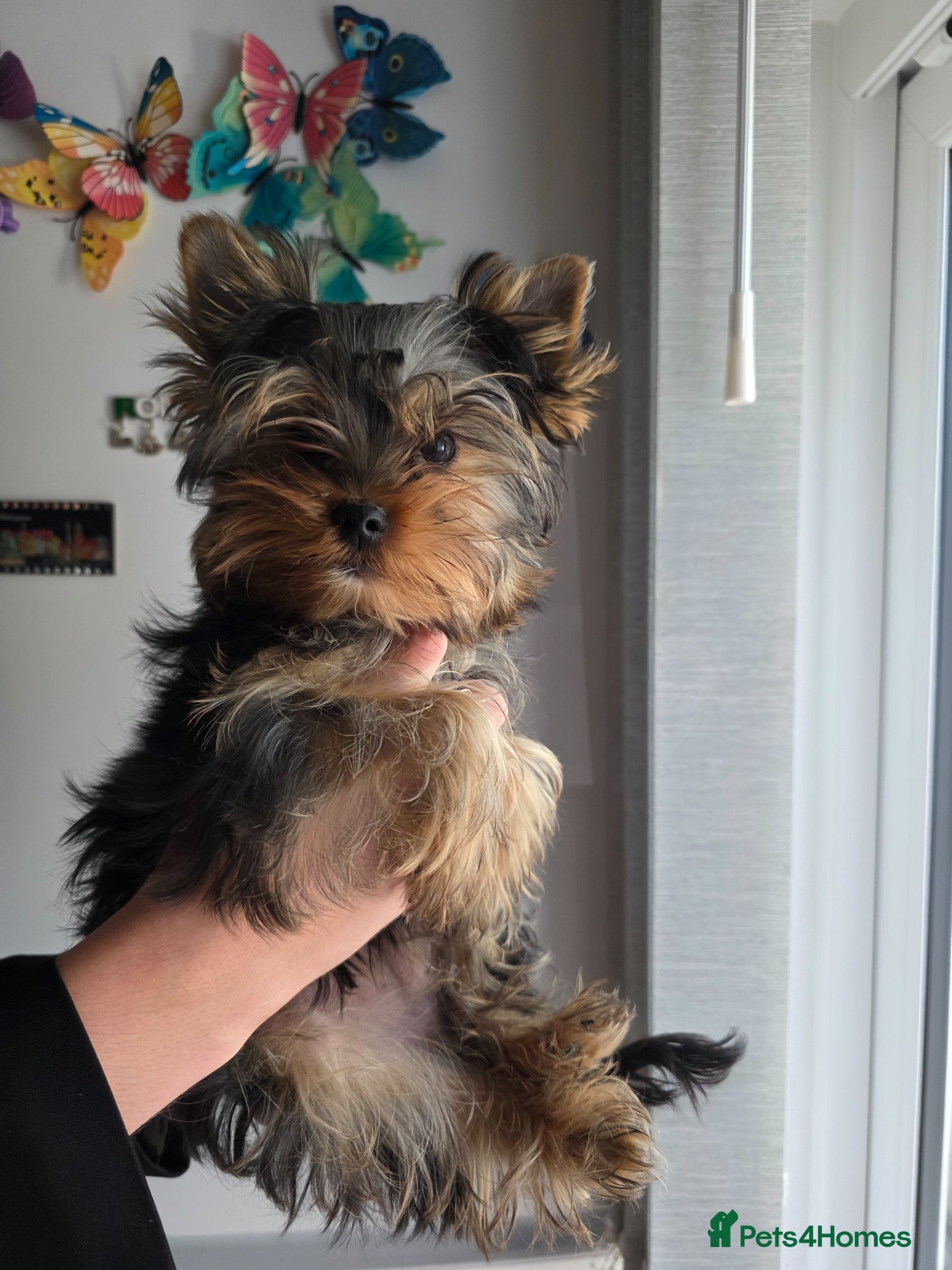 Yorkshire Terrier dogs KC Registered Yorkshire puppies  - Advert 4
