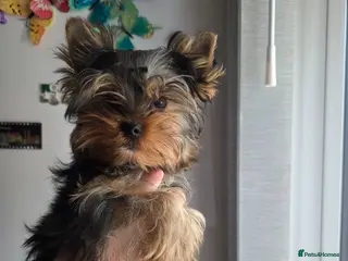 Yorkshire Terrier dogs KC Registered Yorkshire puppies - Advert 4