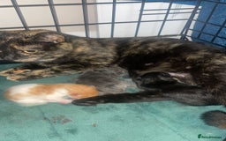 Mixed Breed cats for sale: Ginger and white girl kitten - Image 5