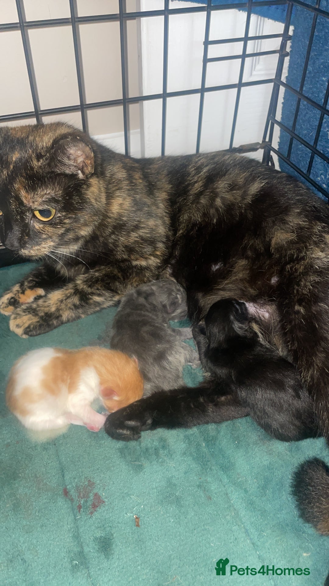 Mixed Breed cats for sale: Ginger and white girl kitten - Image 5